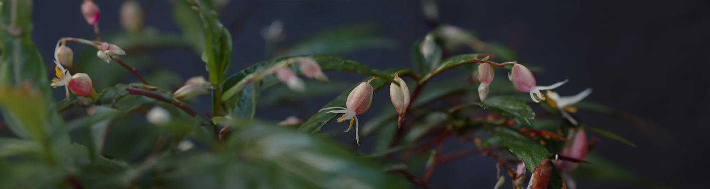 Nova espécie de Begônia é descoberta no campus da Fiocruz Mata Atlântica