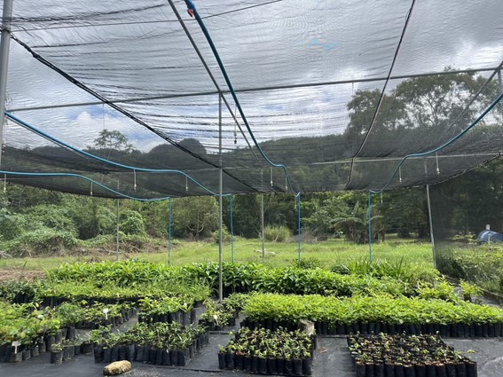 Casa de Sombra: Produção de Mudas Nativas de Mata Atlântica 