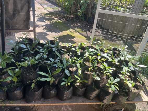 Mudas prontas para doação 