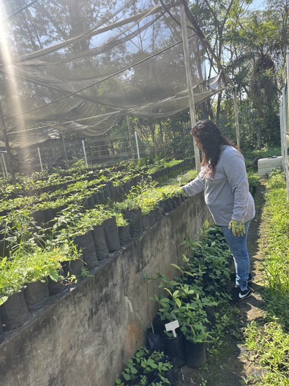Produção de Mudas Nativas da Mata Atlântica 