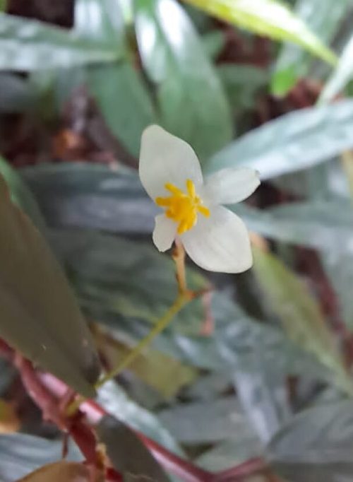 Nova especie Begonia 2